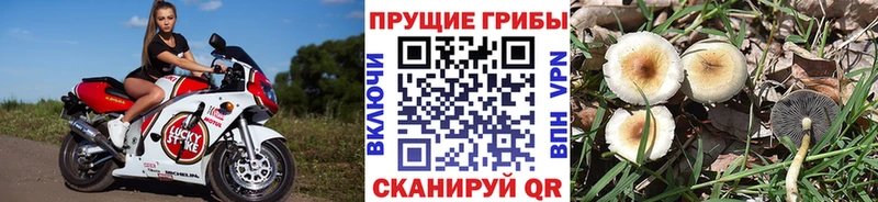 купить закладку  Хотьково  Псилоцибиновые грибы ЛСД 